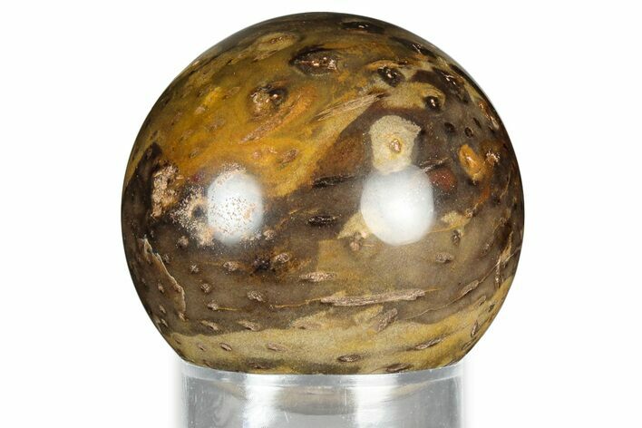 Polished Petrified Palmwood (Palmoxylon) Sphere - Myanmar #327426